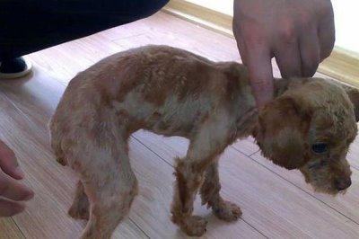 犬佝偻病的发病原因，可能是缺乏营养所致