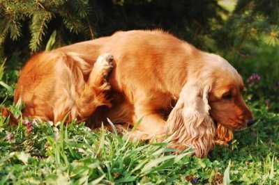 可卡的价格,市场上的常见品种一只需要800-2000元左右