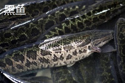 7号丸世钩适合钓什么鱼,黄颡鱼、鲶鱼和黑鱼都适用