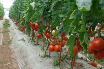如何预防番茄空洞果，首先选择优质品种