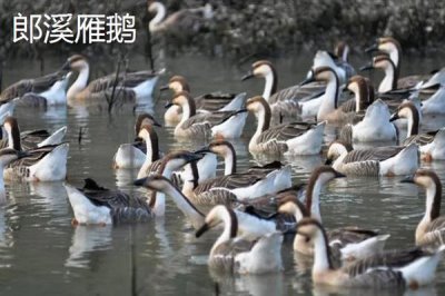 安徽省宣城市的特产,宣城茶叶深受消费者喜爱