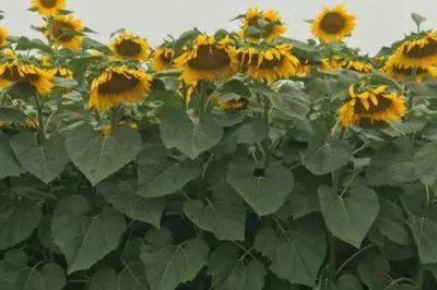 怎么防治油葵菌核病,播种前可用菌核净、萎锈灵等药物拌种