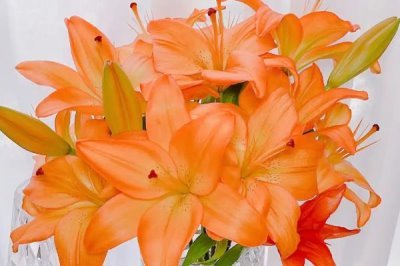 橙色百合花的寓意，寓意荣誉、胜利、富贵等