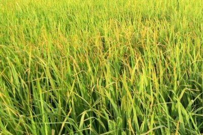 水稻黄叶的原因及防治方法，可能是中毒、缺氮或除草剂药害等