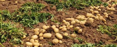 河南秋季何时适合种植土豆,一般为8-9月份