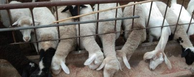 养羊的准备工作,首先肯定要对羊有所了解