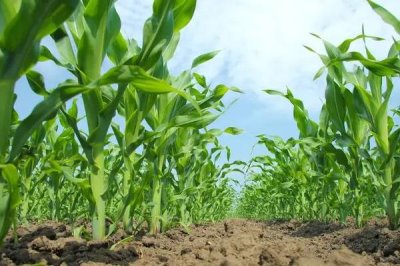 NK815玉米品种的特性,4月下旬至5月上旬播种