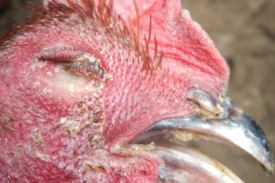 鸡肿脸是什么原因引起的，可能是环境也可能是疾病原因