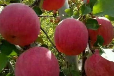 辽宁省锦州市有哪些特色水果,包括北镇葡萄、银白杏、锦州苹果等种类