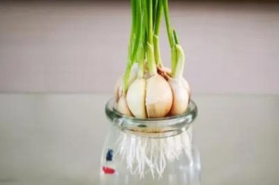 大蒜的水培方法，取出蒜瓣摆在容器加适量的水即可