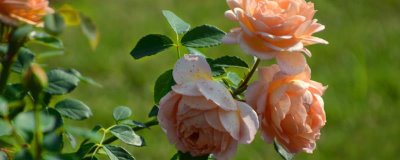 月季缓苗期能换盆吗，月季缓苗期不建议换盆