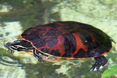 火焰龟多大才能繁殖,养殖7-8年之后它们便具备繁殖能力