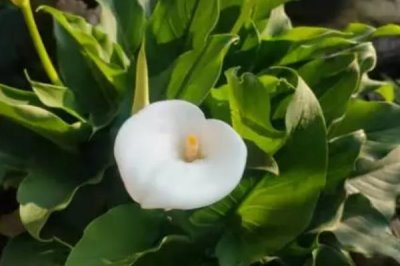 马蹄莲的花语，花色不同花语也不同