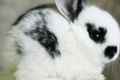 熊猫兔爱吃什么食物，胡萝卜、红薯、洋白菜都爱吃