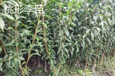 李子树苗有哪些好品种,蜂糖李、青脆李等品种均可选择