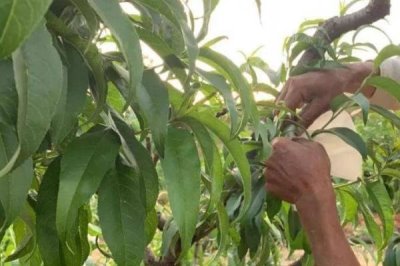 水蜜桃的种植技术,基肥提倡冬肥秋施