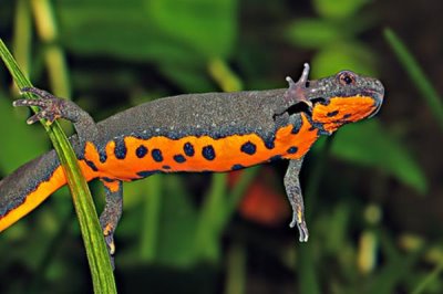 东方蝾螈又叫什么,是我国特有物种