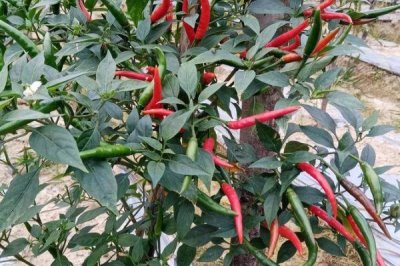 朝天椒盆栽种植技术,春季盆栽适宜播种期为3月中下旬