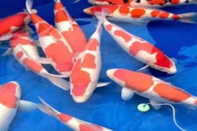 养锦鲤不打氧气行吗,鱼池养锦鲤可以不用打氧