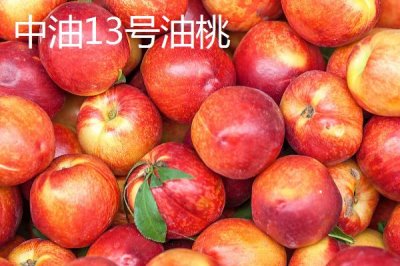 好吃的油桃品种,世纪之星果肉金黄、口感清脆甜美