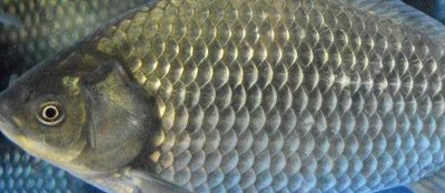 乌龙鲫的产地,该鱼种有“水中黑玫瑰”之称