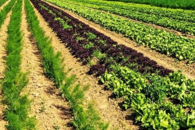 一亩地等于多少平方米,等于666.67平方米