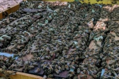 蜜蜂造脾的速度,因群势强弱、蜜源多寡等不同而不同