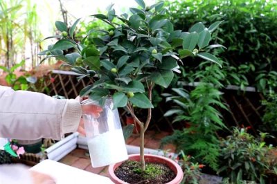 四季香妃茶花的开花次数，一年只开一次花