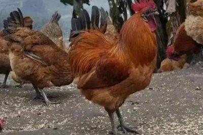 散养土鸡成本,饲养一只土鸡纯利在10元-20元