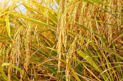 水稻的生长环境介绍,喜高温且对土壤的要求不严