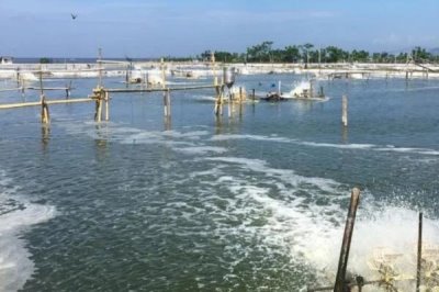 怎么养殖斑节对虾,天晴日暖时可在傍晚放苗