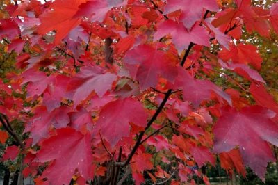 红枫叶枯病的症状,主要为害叶片