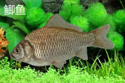 蚯蚓钓鱼法,是名副其实的“万能饵料”