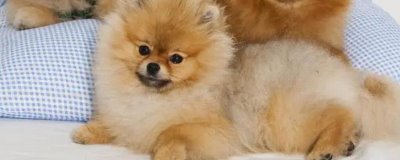 宠物狗狗口臭怎么解决，要多补充维生素B和控制饮食