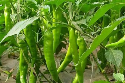 高磷型高钾型平衡型水溶肥的区别，使用时期和起到的效果不同