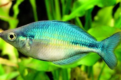 洛氏唇银汉鱼好不好养,饲养难度较大