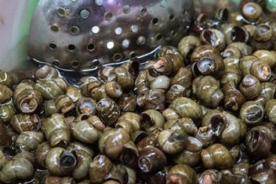 螺蛳是什么动物,是常见的软体动物