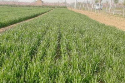 小麦出苗发黄怎么解决，如果是干旱导致的需要及时浇水