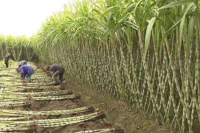 秋季如何管理甘蔗，蔗田需做好防风措施