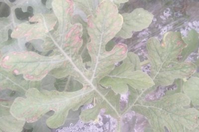 西瓜白粉病,主要危害叶片、叶柄和茎