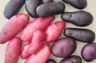 马铃薯的品种介绍,有不同颜色的