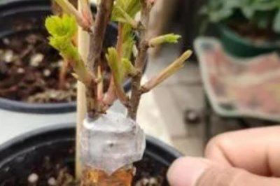 如何养殖盆栽月季花，单枝套袋后可放在自然环境中养护