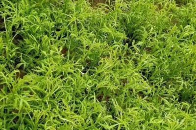 芦蒿的种植技术，在肥沃的沙壤土地种植为佳