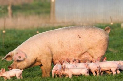 母猪不进食没精神而且不发烧如何处理,炎热天气可拌水饮用冬夏太保