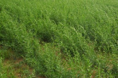 种植枸杞的效益，利润可观且前景广阔