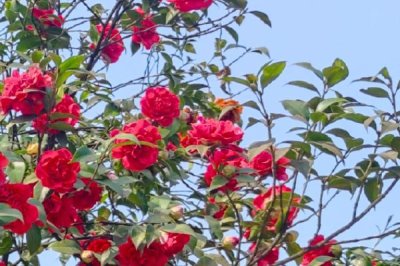 山茶花的主要产地,原产地是在中国和日本