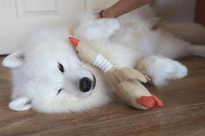 萨摩耶乱咬东西怎么解决,批评和奖励结合