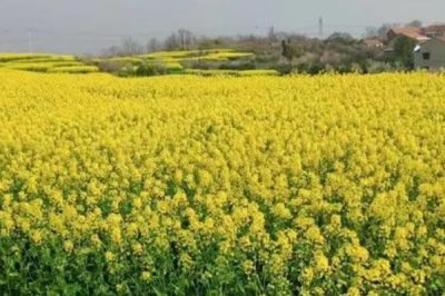 油菜种植区肥料技巧，根据土壤肥力条件来施肥