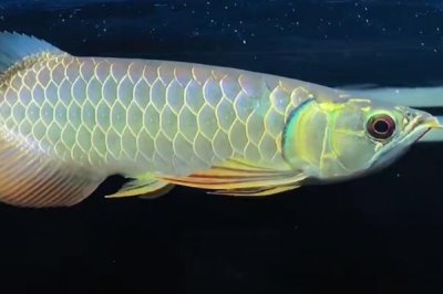 龙鱼的饲养温度,温度控制在26-32℃之间为佳