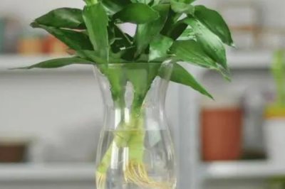 水培富贵竹多久换一次水,可根据季节而定
